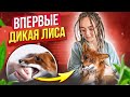 ВПЕРВЫЕ - МЕНЯ УКУСИЛА ЛИСА 😲