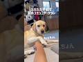 ただただ平和な謎のコミュニケーション★#shorts #ラブラドールレトリバー #labradorretriever #可愛い #癒し #オキシトシン #セロトニン #大型犬 #ぼんちゃん