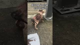 Alone in the cold rain #kitten #cat #rain #straycat #sadstory