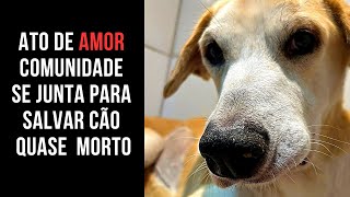 Comunidade se junta para salvar cachorro abandona #cachorro #ajuda #amor #amoanimais