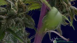 Cannabis Time lapse 02
