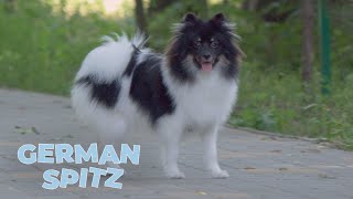 German Spitz Dog Breed Information, Characteristics and Facts