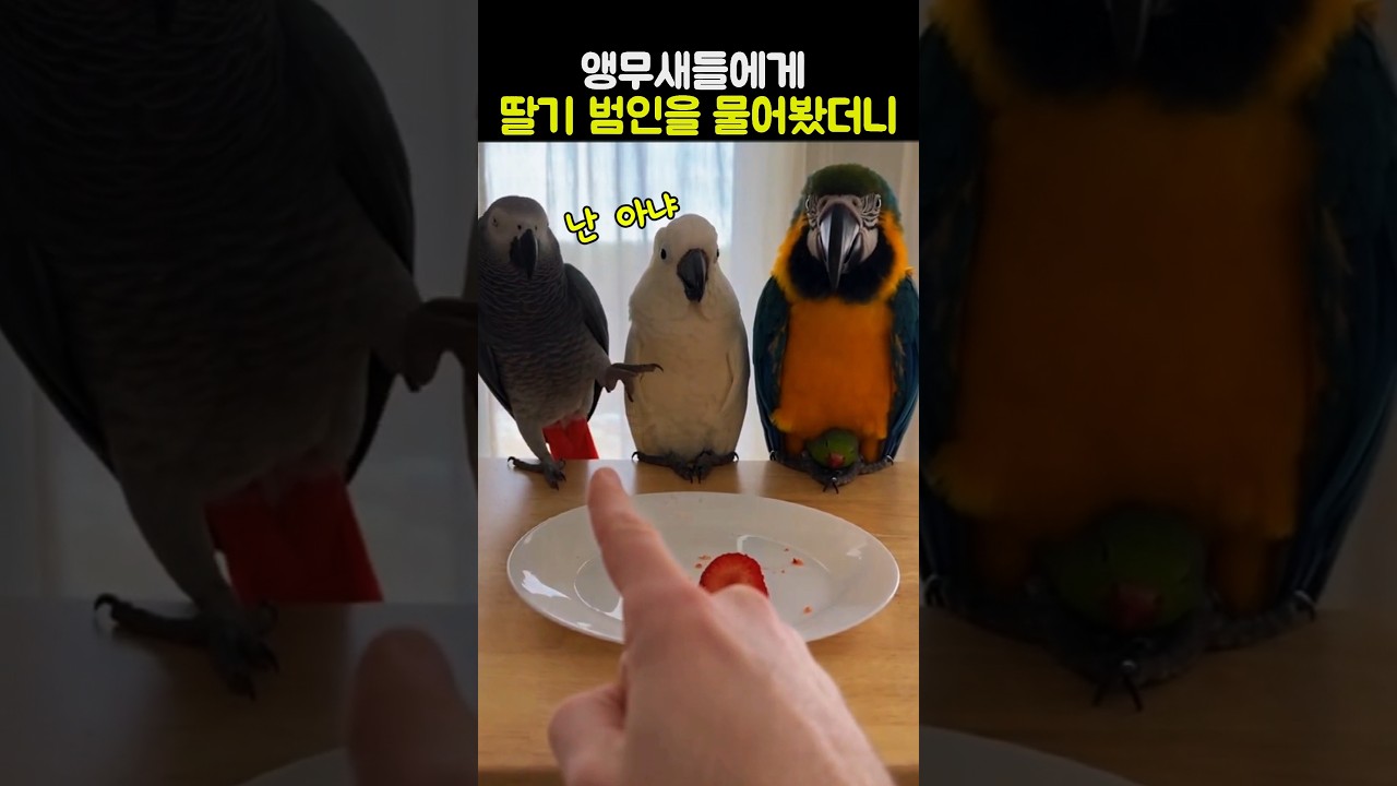앵무새들에게 딸기 범인을 물어봤더니 #동물 #앵무새 #웃긴 #코믹