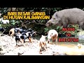 Babi hutan besar ganas