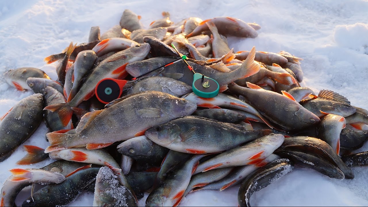 зимняя рыбалка на окуня с мормышкой видео