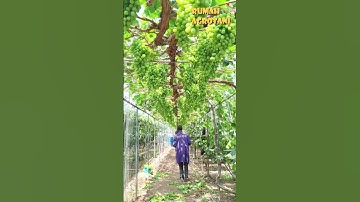 Thumbnail of Begini Menanam Anggur Sistem Para-para di Luar Negeri