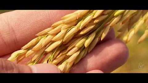 Glenn Stone and GMOs