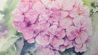 Watercolor pink hydrangea paint along tutorial demo