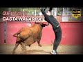 QUÉ VACAS DE CASTA NAVARRA! Tienta privada (06-12-23)