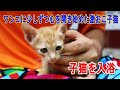 【耳掃除】れます 耳掃除はちょっと苦手なねこ 子猫の耳からたくさんの汚れが取り除か 猫 耳掃除 。