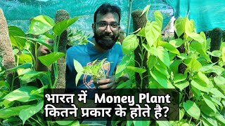 भारत में  Money Plant कितने प्रकार के होते है? How to care Money Plant & Varieties of Money Plant