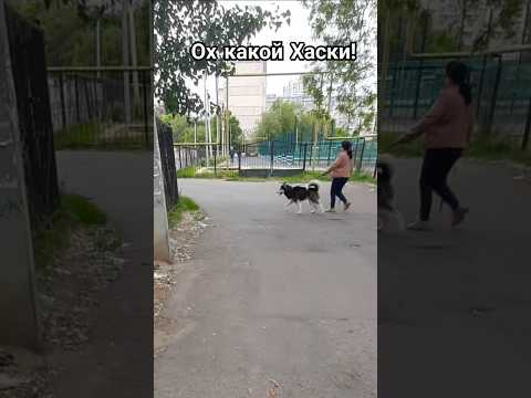 Ух ты какой красавец Хаски! #собака #хаски #пёс #dog #dogs #милота #животные #домашниеживотные #пес