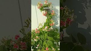 #radhamanoharam #terracegardenindia #lifestages