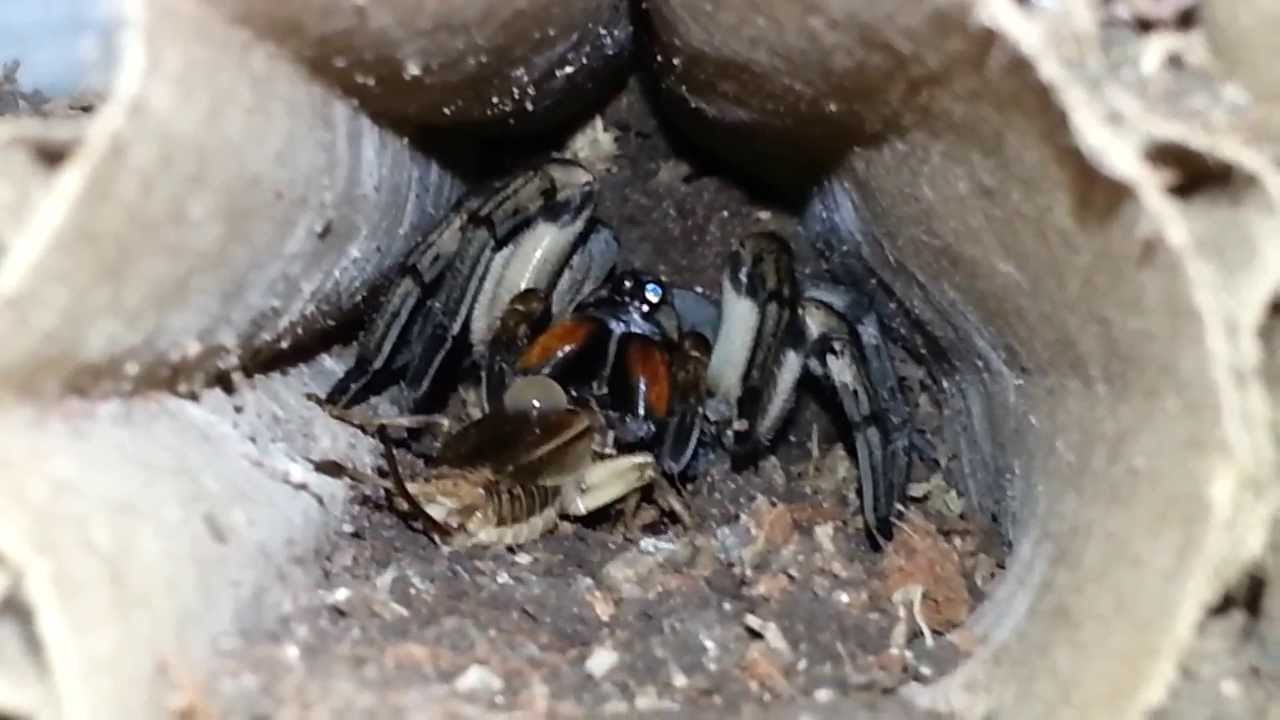 Giant Wolf Spider Crushing Cricket YouTube