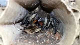 Giant Wolf Spider Crushing Cricket