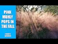 Pink Muhly Pops in the Fall