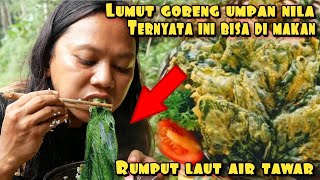 LUMUT GORENG CRISPY UMPAN IKAN YANG BISA DI MAKAN