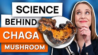 Why Chaga Is The 