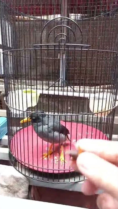 CARA MENGAJARI BURUNG JALAK KEBO BICARA