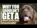 5 Reasons You SHOULD NOT GET A NEWFOUNDLAND! の動画、YouTube動画。