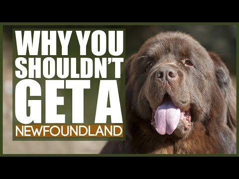 Video: Op welke leeftijd moet ik mijn Newfoundland een gemeenschappelijk supplement geven?