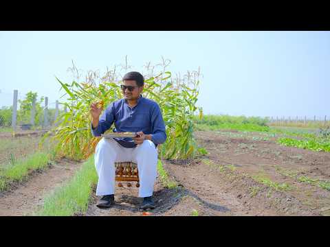 Sweet Corn Pakoda, Sabji & Chaat Recipe | Sweet Corn Recipes | Makai Recipes By Nikunj Vasoya