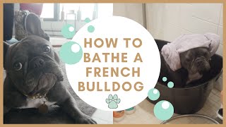 HOW TO BATHE A FRENCH BULLDOG| SPA DATE