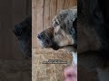 Моему любимому Гризли нужны самые лучшие руки... Приют Сириус в Киевской области. #алабай #ищудом
