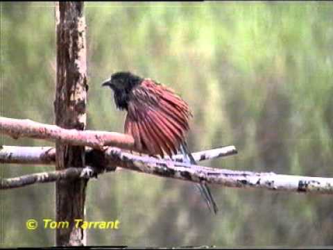 Lesser Coucal Centropus Bengalensis By Tom Tarrant