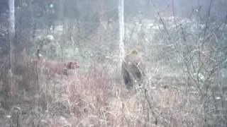 Dachsbracke Lola E Nina