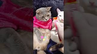 Yemeği Paylaş Yavru Kuşum Lezzet Bombasi