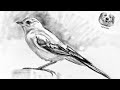 How To Draw A Bird With Pencil Very Easy Adn Step By Step 