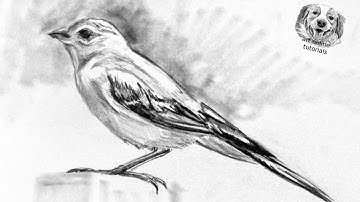 Hoe je heel eenvoudig en stap voor stap een vogel tekent met een potlood