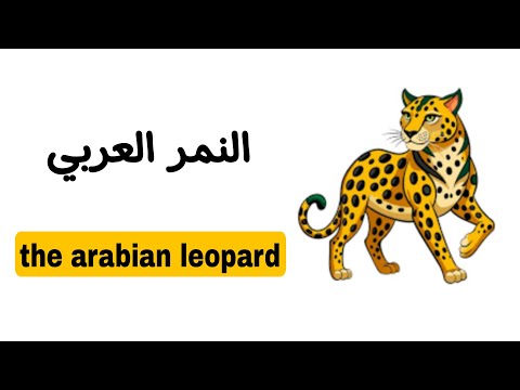 نطق كلمة النمر العربي    باللغة الانجليزية