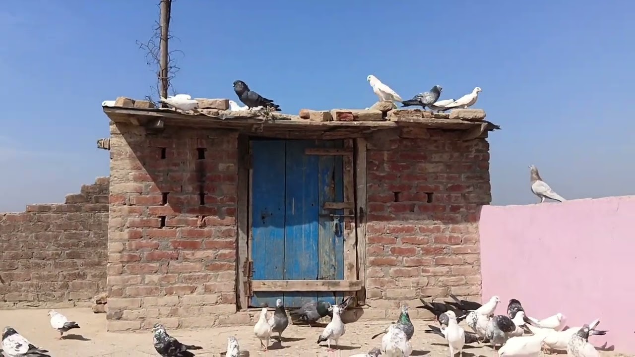 Sare kabutar serial mein agar Kisi bhai ko Lena to bhai se sampark Karen, 8077316763