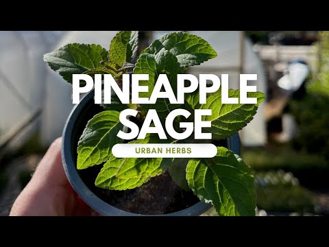 How to grow Pineapple Sage