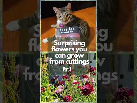 Vídeo: Plantas de escabiosa: como cultivar uma flor de alfineteiro