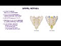 Anatomy of the vertebral canal