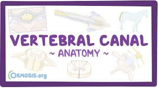 Anatomy of the vertebral canal