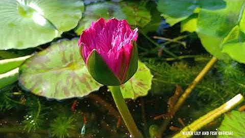 NUÔI CÁ MÚN VÀNG VÀ CÁ BẢY MÀU TRONG CHẬU XI MĂNG TRỒNG TRỒNG HOA SÚNG