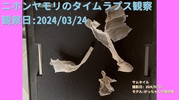 【For Work】 RPi-Cam-Web-Interfaceを使ったテスト（Timelapse） 2024年03月24日