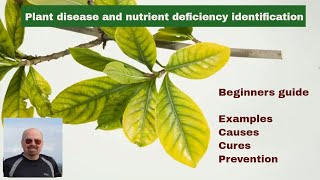 Plant Disease and Nutrient Deficiency Identification