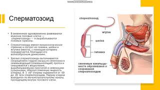 8 класс. Строение половой системы человека