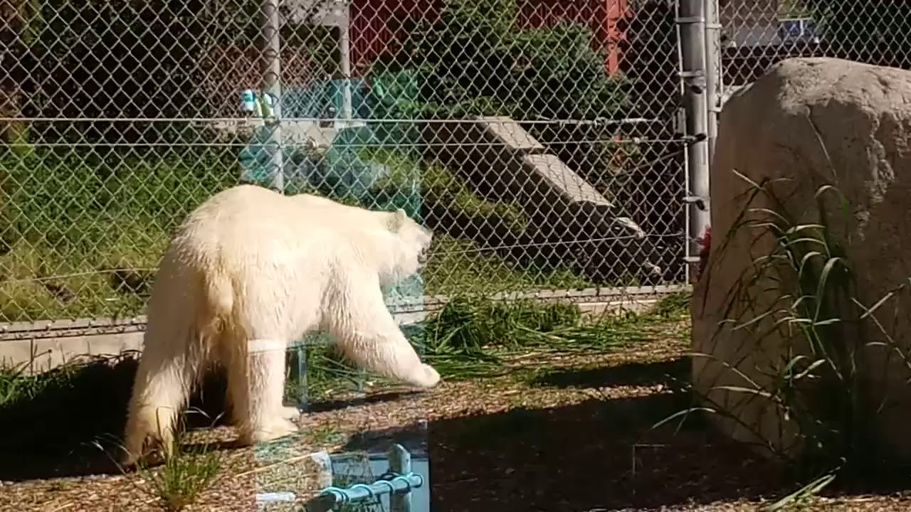 5/29/19 SALT LAKE CITY ZOO YouTube