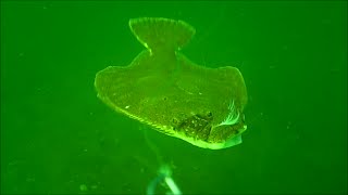 Incredible Underwater Flounder/Fluke Fishing Behavior!