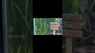 10 gallon tank post-cleaning #guppy #plantedtank #aquascape #fishtank #shrimp