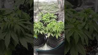 Sweet Zz After Second Topping.