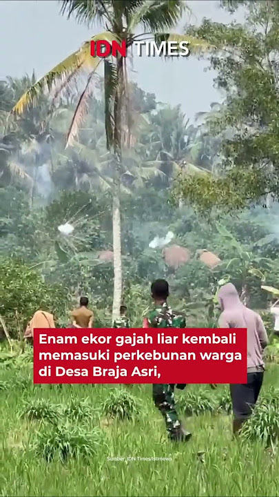 Gajah Liar Rusak Perkebunan di Lampung Timur, Warga Frustasi