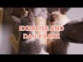 Middle of video