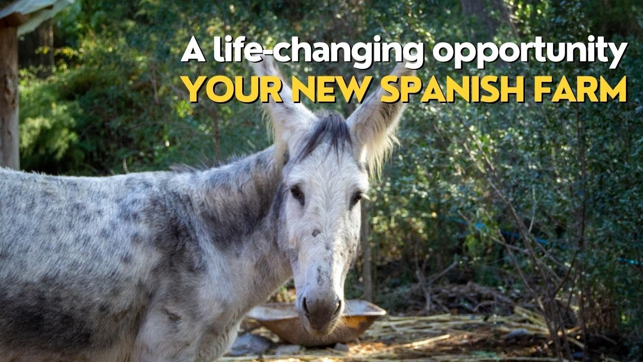 Selling Spanish Dreams | 24 Hectare Remote Farm with Endless Potential